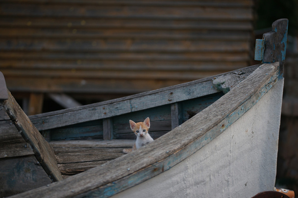 Sans-abri Chats et chatons dans un vieux bateau dans la ville bulgare de Pomorie
 - Photo, image