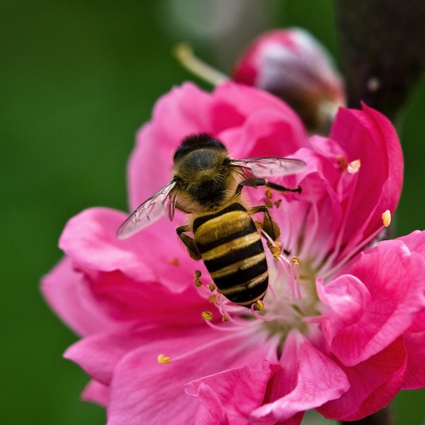 A méh- és őszibarack virágok - Fotó, kép