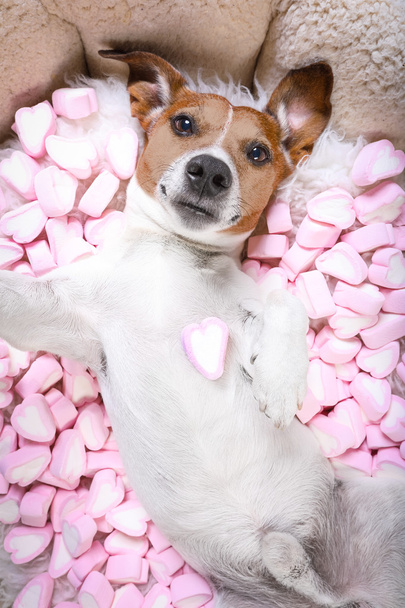 chien amour rose valentines selfie
 - Photo, image
