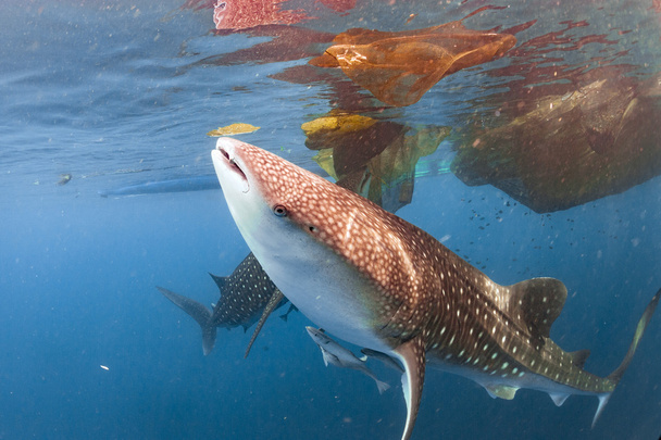 Bálna cápa halászok platform Pápua alatt  - Fotó, kép
