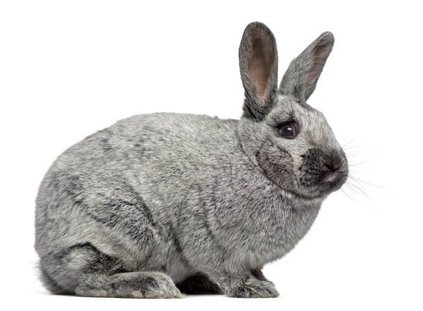 Vue latérale d'un lapin Argente mignon isolé sur blanc
 - Photo, image