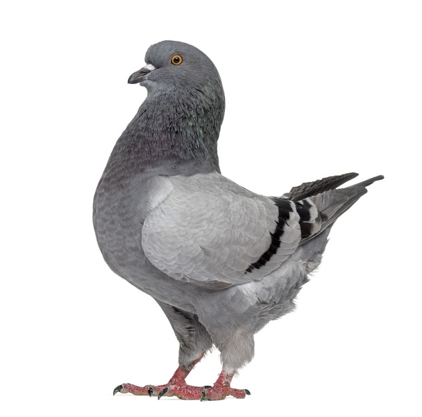 Black King Pigeon isolated on white - Photo, Image