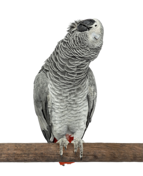 Perched African grey singing with eyes closed, isolated on white - Photo, Image
