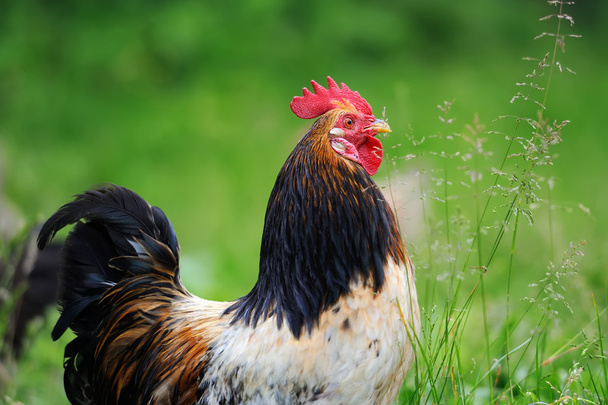 Rooster in farm - Photo, Image