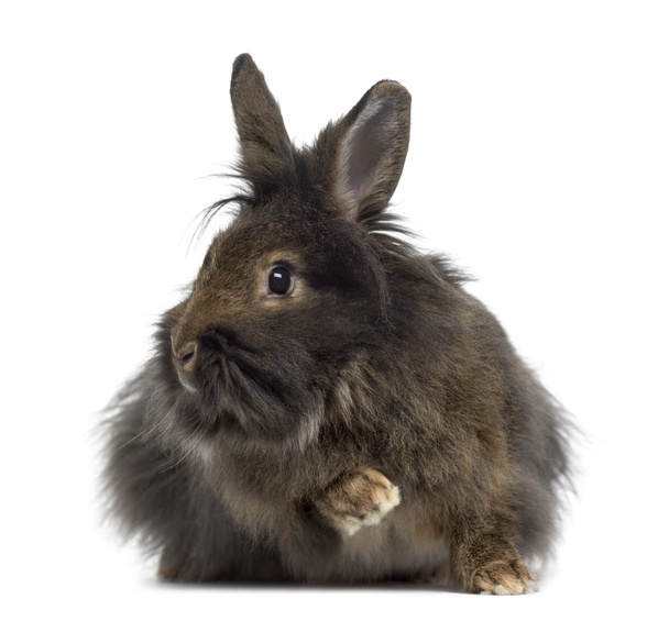 Mini hangoor konijn geïsoleerd op wit - Foto, afbeelding