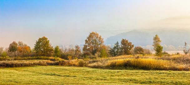 yellow trees in fog on the meadow - Foto, afbeelding