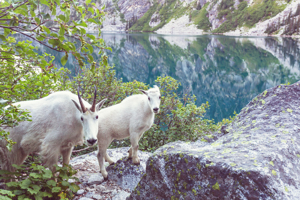 Cabras de montanha selvagens
 - Foto, Imagem