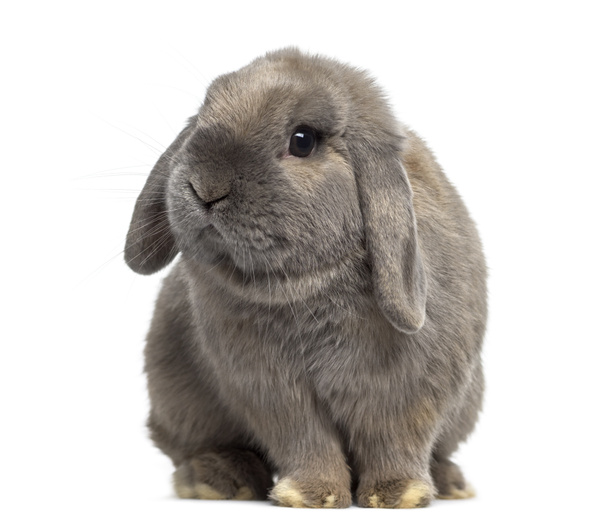 Cute Holland Lop rabbit isolated on white - Photo, Image