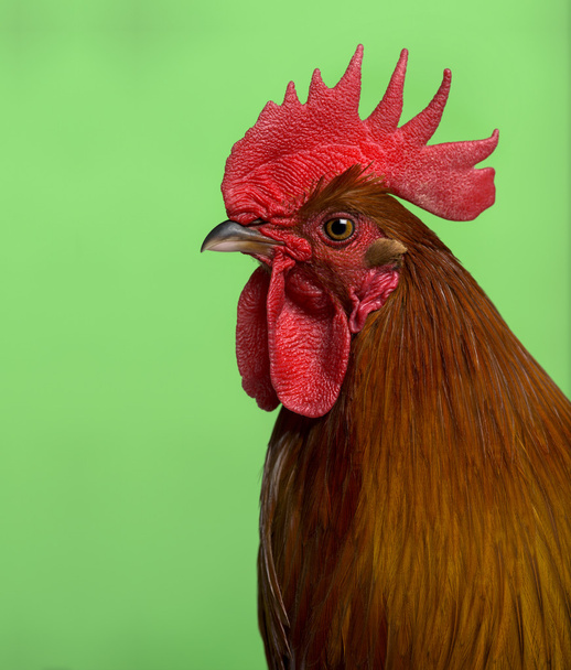 Headshot of Ardennaise rooster against green background - Photo, Image