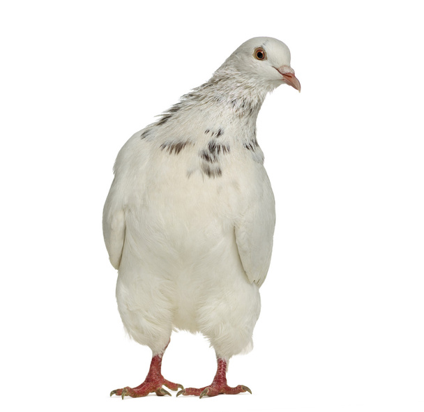 Техасский голубь допрашивает изолированного на белом
 - Фото, изображение
