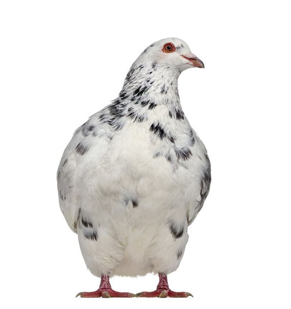 Vista frontal de um pombo texano questionando isolado em branco
 - Foto, Imagem
