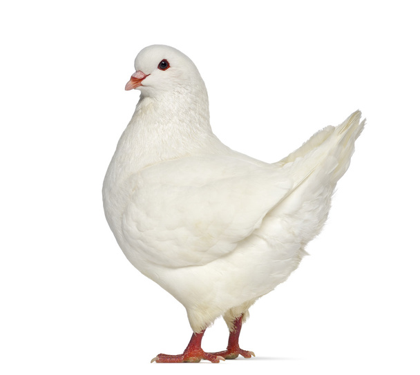 Side view of a White King Pigeon isolated on white - Photo, Image