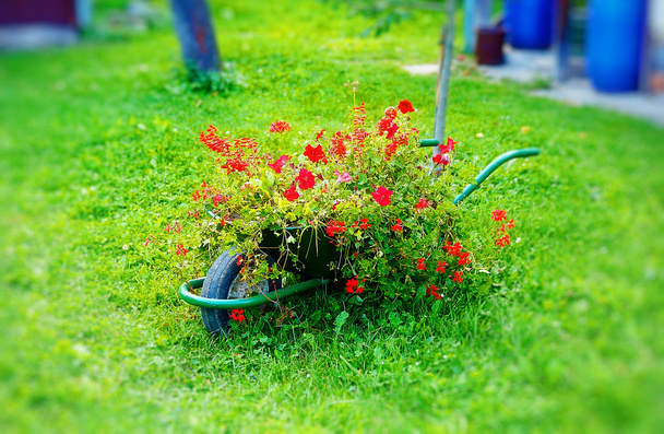 tiny decorative garden wheelbarrow full of red flowers on green lawn. - Photo, Image
