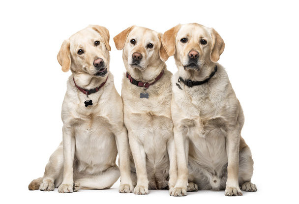 group of Labrador Retriever dogs sitting isolated on white - Photo, Image