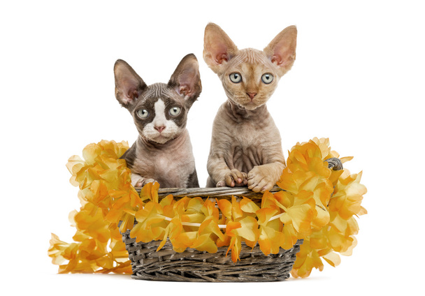 Two Devon rex in a wicker basket isolated on white - Photo, Image