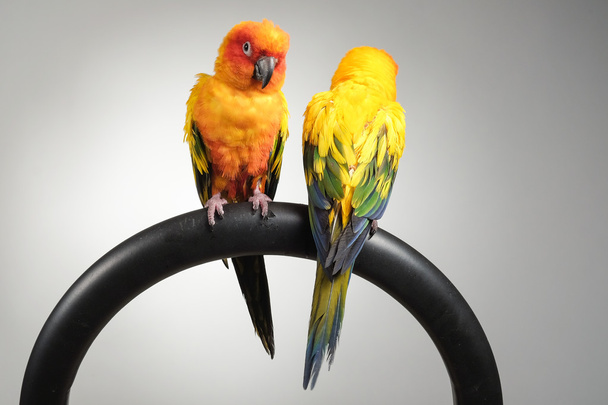 paar van zon papegaaiachtigen papegaai portret in de studio - Foto, afbeelding