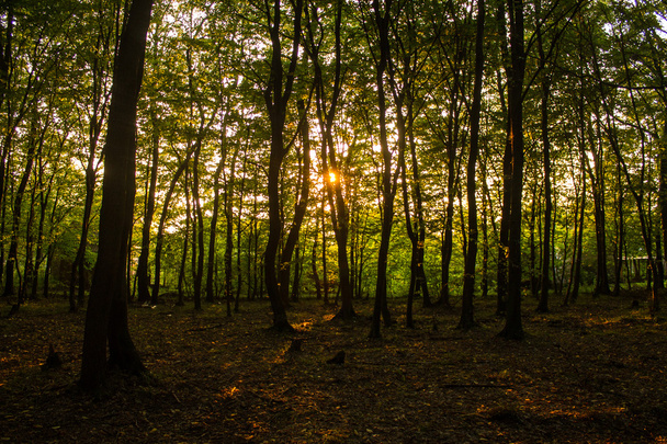 Sonne im Wald - Foto, Bild