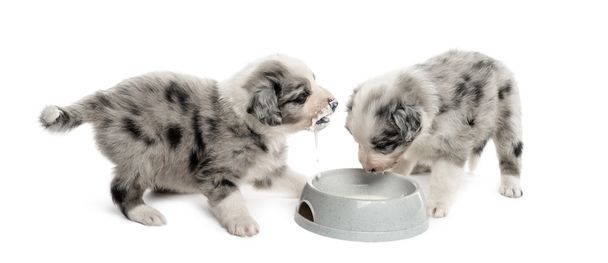 two puppies crossbreed drinking isolated on white - Photo, Image