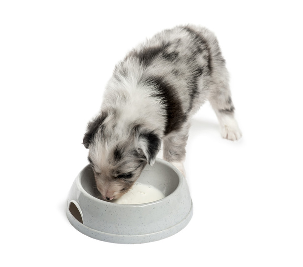 En iyi görünümünü üzerinde beyaz izole içme bir azman köpek yavrusu - Fotoğraf, Görsel
