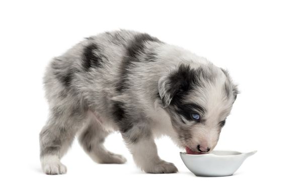 Side view of a crossbreed puppy drinking isolated on white - Photo, Image