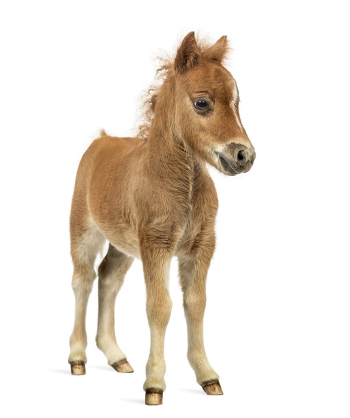Vorderansicht eines jungen Ponys, Fohlen vor weißem Hintergrund - Foto, Bild