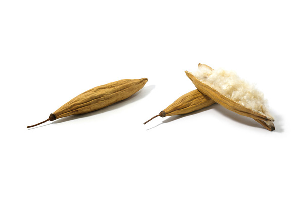 Kapok, Ceiba pięciopręcikowa lub Biała bawełna jedwab drzewo (Ceiba pięciopręcikowa (L.) Gaertn. Wełniakowate Wong). Kapok nasiona z białych włókien do produkcji poduszek na białym tle - Zdjęcie, obraz