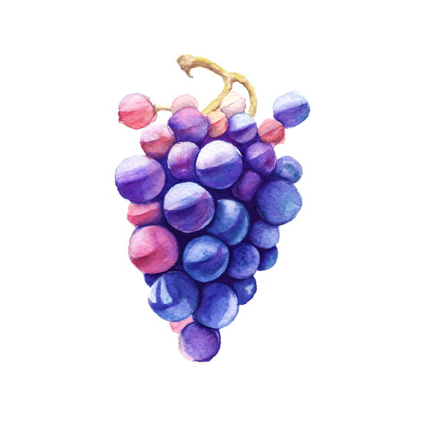 Branch of pink grapes. Isolated on a white background. Watercolor illustration.  - Photo, Image