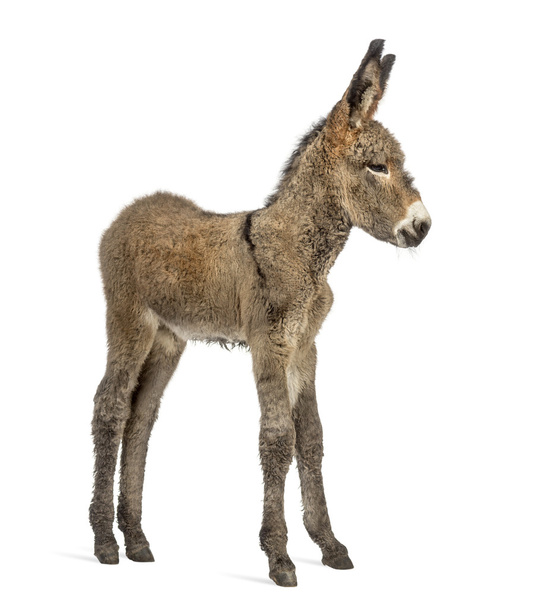 Provence donkey foal isolated on white - Photo, Image