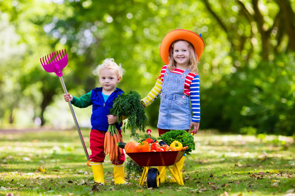 有機農場の野菜を拾う子供たち - 写真・画像