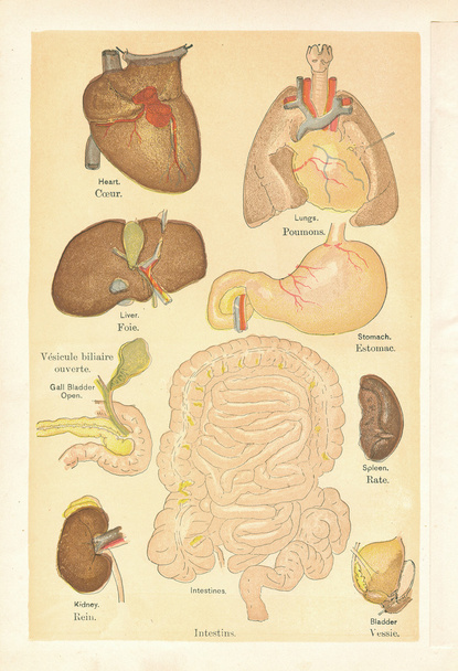 Ilustraciones médicas de órganos de un libro vintage
 - Foto, imagen