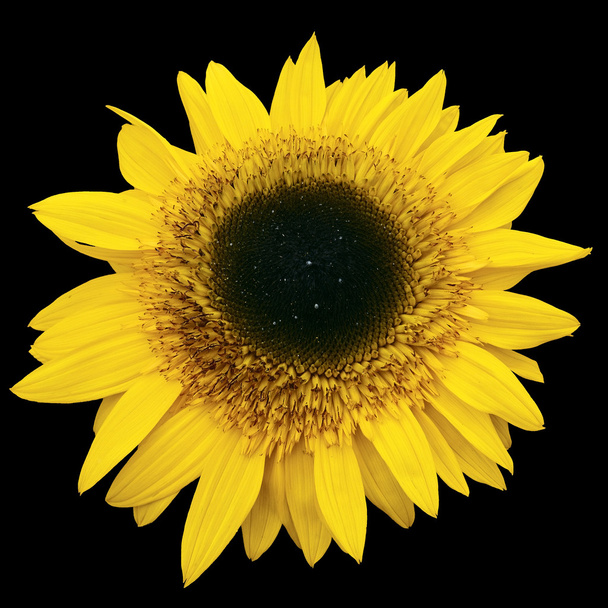 gelbe Sonnenblume isoliert auf schwarzem Hintergrund - Foto, Bild