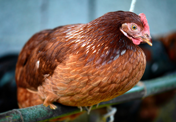 Kuře mladé hybridní slepice v farma hospodářských zvířat  - Fotografie, Obrázek