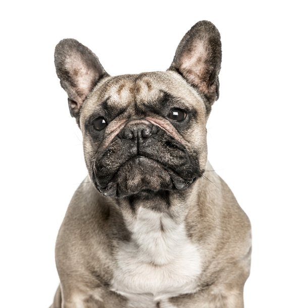 Close-up van Franse Bulldog, 6 jaar oud, geïsoleerd op wit - Foto, afbeelding