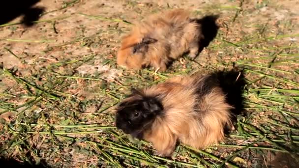 Guinea pigs eating grass - Footage, Video