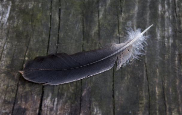 φτερό πουλί σε μια ξύλινη επιφάνεια, κοντινό πλάνο - Φωτογραφία, εικόνα