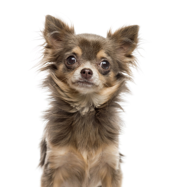 Close-up of Chihuahua puppy, 6 months old, looking at camera - Foto, immagini