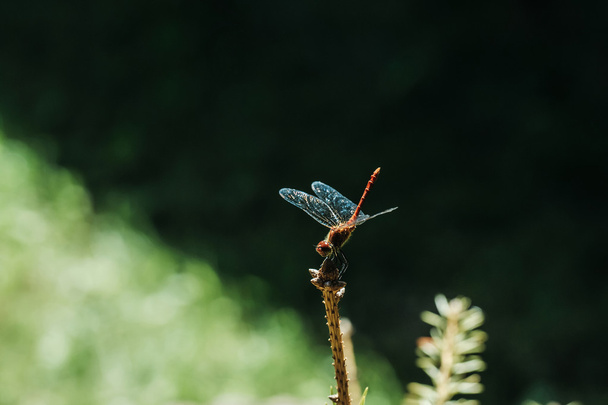 Kaunis sudenkorento hyönteinen
 - Valokuva, kuva