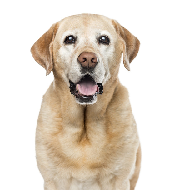 Close-up of Labrador Retriever, 11 years old, isolated on white - Photo, Image