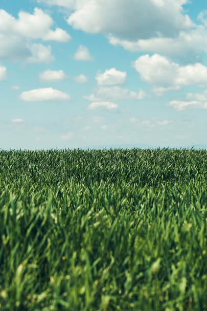 Green grass field - Valokuva, kuva