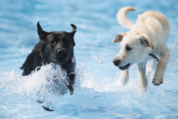 Kaksi koiraa, labradorinnoutaja, juoksemassa uima-altaassa.
 - Valokuva, kuva