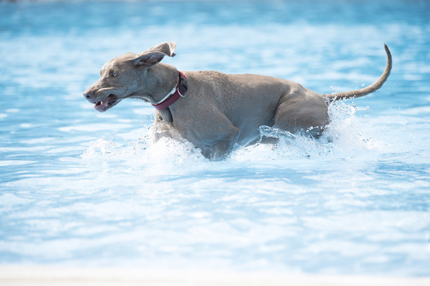 Dog, Weimaraner, correndo na piscina
 - Foto, Imagem