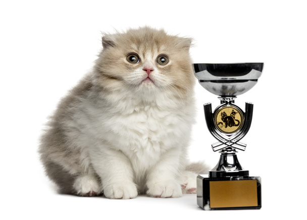 Highland Doblar gatito con trofeo mirando hacia arriba aislado en blanco
 - Foto, imagen