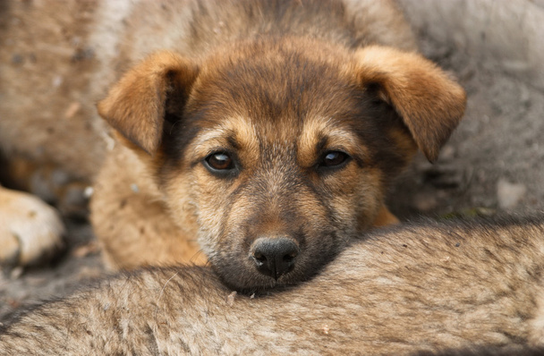 Homeless, sad puppy muzzle close up. Soft focus - Foto, Imagem