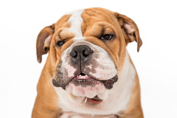 Angry ENglish bulldog pu - Foto, imagen