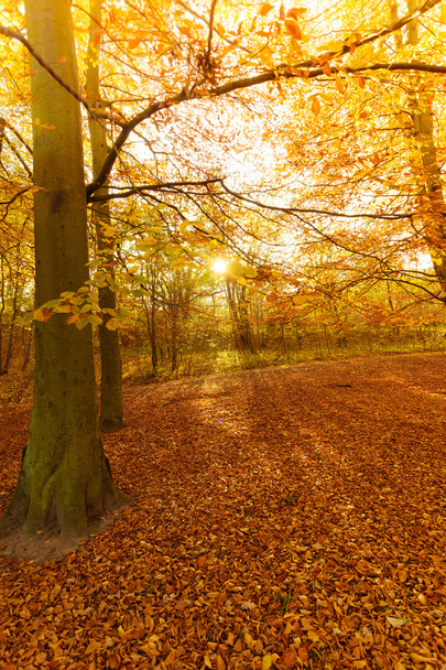Autumnal trees in sunshine. - Фото, изображение