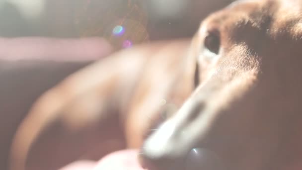 Είδος γερμανικού κυνηγετικού σκύλου τοποθέτηση στον καναπέ - Πλάνα, βίντεο