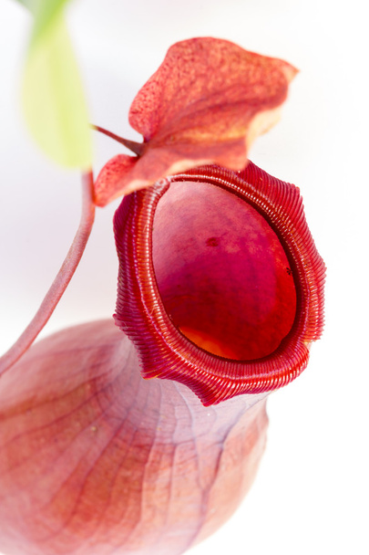 Вигляд Рослини-хижаки
 - Фото, зображення