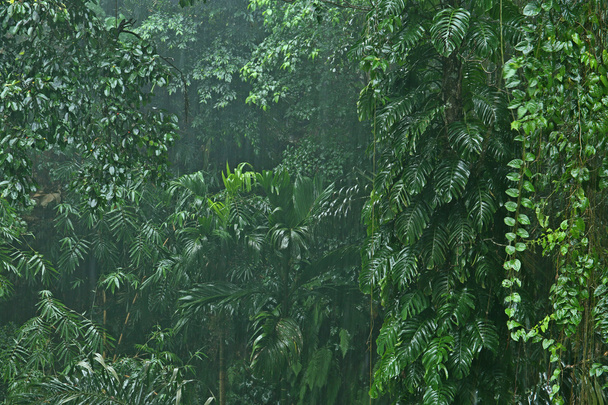 Rainfall in the jungle - Photo, Image
