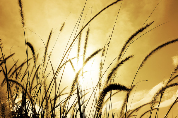 Фонтанна трава або перо трава крупним планом
 - Фото, зображення