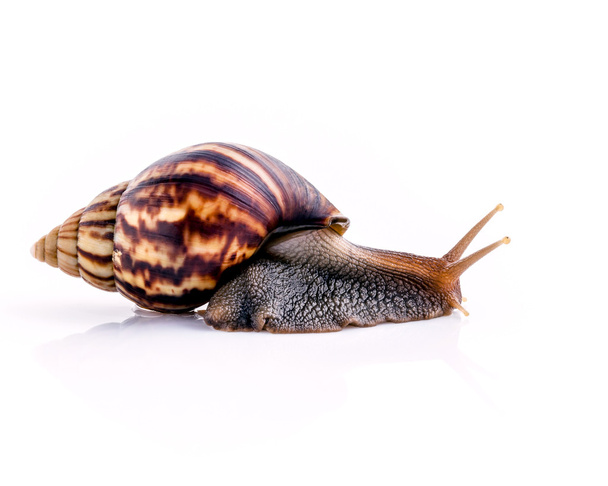 Close up of vanilla snail isolate on white background with refle - Photo, image